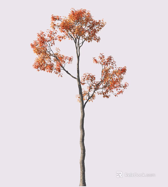 Single Tree With Orange Red Leaves And Slender Trunk On White Background 3d model 
