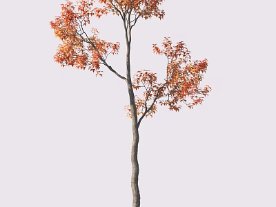 Single Tree With Orange Red Leaves And Slender Trunk On White Background 3d model