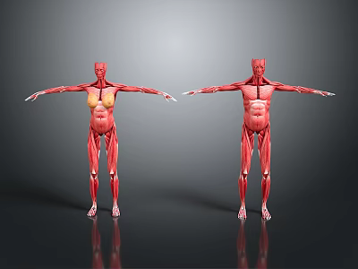 Detailed Human Limb Muscle Structure Displayed On Anatomical Models With Outstretched Arms 3d model