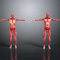 Detailed Human Limb Muscle Structure Displayed On Anatomical Models With Outstretched Arms