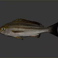 Striped Fish With Orange Eyes Brown White Body Dorsal Fin And Dark Tail