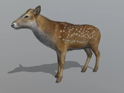 Detailed Realistic Brown Deer With White Spots Standing On Gray Surface 3d model