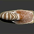 Nautilus Marine Animal with Brown White Striped Shell and Orange Spotted Tentacles