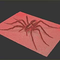 Detailed Large Brown Spider On White Paper Background Close Up Shot