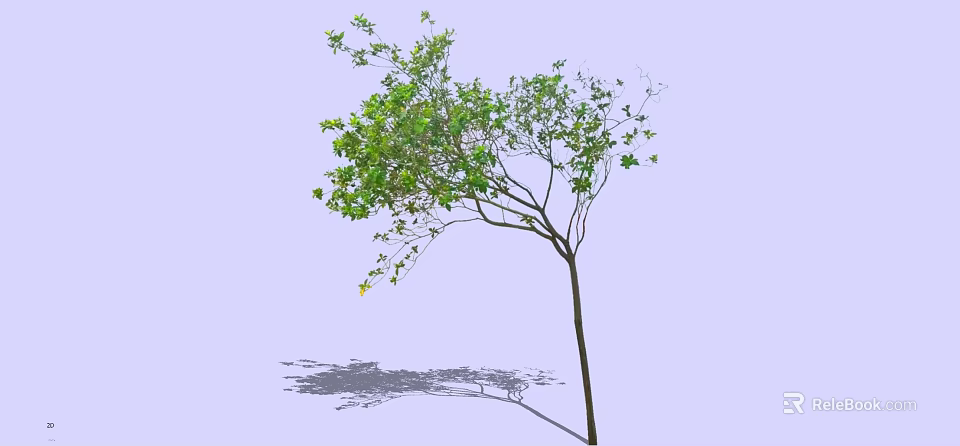 Green Leafy Tall Tree With Long Trunk And Shadow On Light Background 3d model
