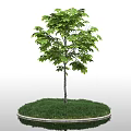 Lush Green Tree With Slender Trunk On Circular Grassy Base And Stone Border White Background