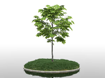 Lush Green Tree With Slender Trunk On Circular Grassy Base And Stone Border White Background 3d model