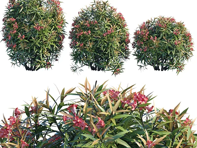 Vibrant Shrubs With Red Flowers And Lush Green Leaves In Garden 3d model