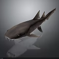 Gray Shark With Sharp Teeth And Dorsal Fin On Dark Reflective Surface