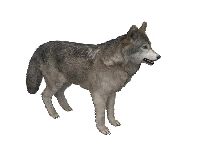 Gray Reptile Standing With Detailed Skin Texture And Natural Posture 3d model