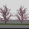 Two Ornamental Arbor Trees with Purple Blossoms Growing on Green Grass Area
