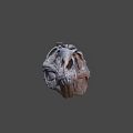 Detailed Dinosaur Skull Fossil With Anatomical Features And Prehistoric Structure