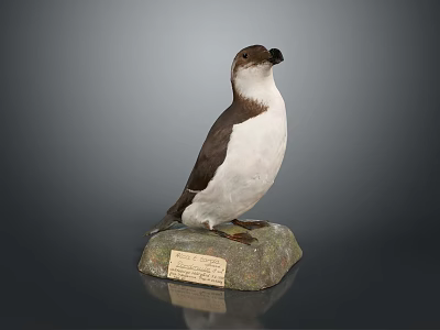 Realistic Seabird Animal Painting Taxidermy Display On Stone Base With Plaque 3d model