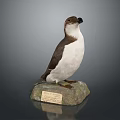 Realistic Seabird Animal Painting Taxidermy Display On Stone Base With Plaque