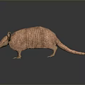 Realistic 3D Armadillo Character Model with Scaly Armor Brown Color and Detailed Texture
