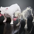 Veterinary Medical Equipment Animal Skeleton Model with Realistic Dog Tongue Pose on Black Reflective Surface
