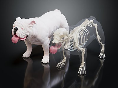 Modern Skeleton Dog Skeleton Dog Skeleton Bulldog Skeleton 3d model