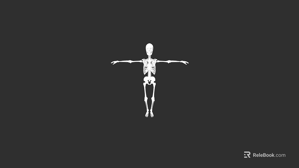 Human Skeletal System Anatomical Model White Skeleton Standing With Arms Outstretched On Black Background 3d model 