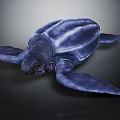 Blue Sea Turtle 3D Rendered Creature With Glossy Shell And Dark Backdrop 3d model