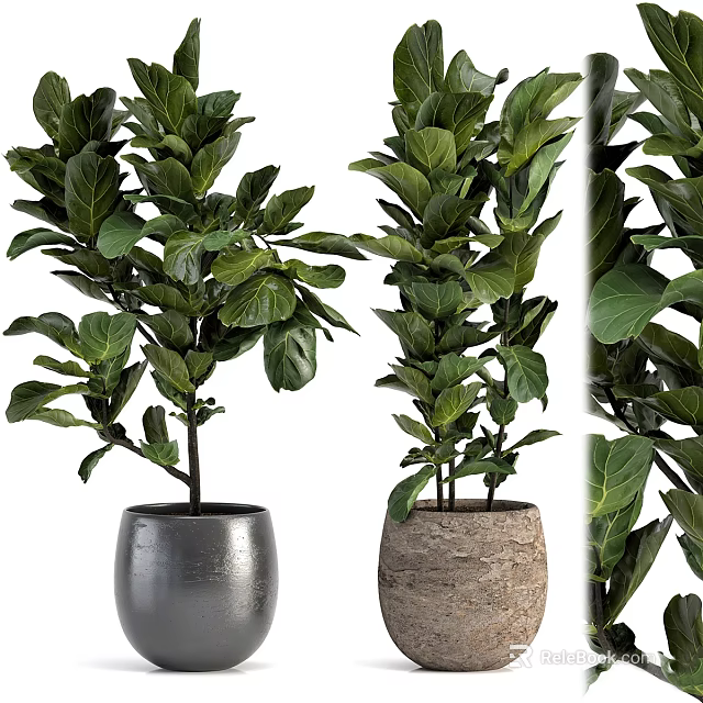 Large Leaf Potted Plants In Modern Metal And Woven Texture Pots 3d model 