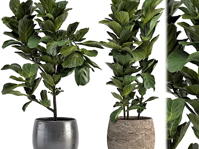 Large Leaf Potted Plants In Modern Metal And Woven Texture Pots 3d model