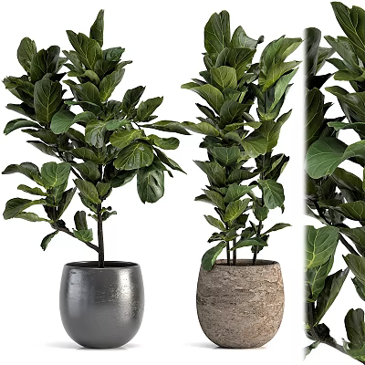 Large Leaf Potted Plants In Modern Metal And Woven Texture Pots 3d model