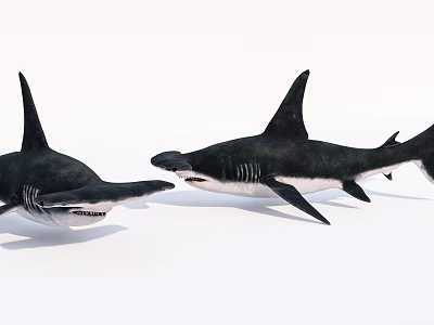 Realistic 3D Rendered Sharks With Sharp Teeth And Dorsal Fins On White Background 3d model
