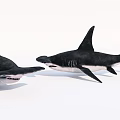 Realistic 3D Rendered Sharks With Sharp Teeth And Dorsal Fins On White Background