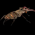 Stag Beetle With Large Curved Mandibles On Black Background Close Up View