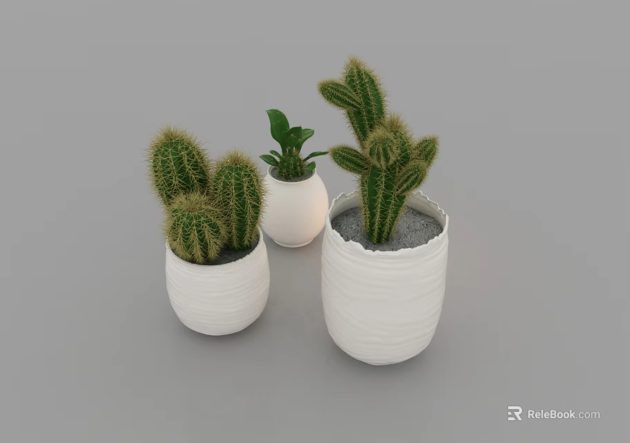 Indoor Bonsai Cactus Potted Plants in White Ceramic Pots for Home Decor 3d model 