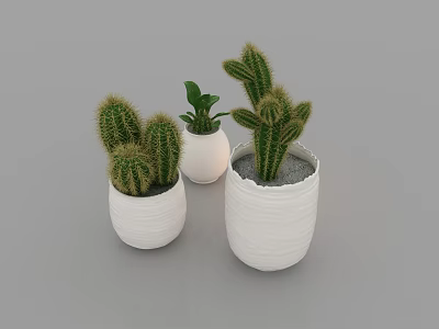 Indoor Bonsai Cactus Potted Plants in White Ceramic Pots for Home Decor 3d model