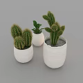 Indoor Bonsai Cactus Potted Plants in White Ceramic Pots for Home Decor