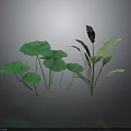 Green Leafy Plants with Large Round Lotus Leaves and Broad Stems on Dark Reflective Surface