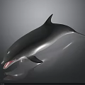 Dolphin With Open Mouth And Smooth Body On Dark Reflective Surface