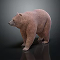 Realistic Brown Bear Full Body Standing on Black Background with Reflection