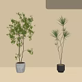 Two Decorative Indoor Bonsai Trees In Different Pots With Light Background