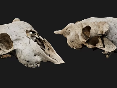 Two Animal Skull Anatomical Models For Veterinary Medical Education Equipment 3d model