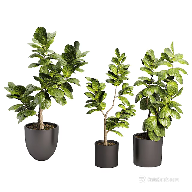 Lush Leafy Bonsai Potted Plants In Black Pots For Indoor Home Decoration 3d model 