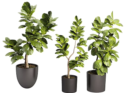Lush Leafy Bonsai Potted Plants In Black Pots For Indoor Home Decoration 3d model
