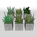 Six Different Aloe Vera Potted Plants in Gray Square Concrete Pots on White Background