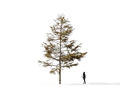 Tall Solitary Arbor Tree in Snowy Landscape With a Person Walking Nearby 3d model