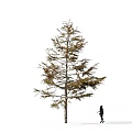 Tall Solitary Arbor Tree in Snowy Landscape With a Person Walking Nearby
