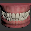 Game Movie Character Teeth Model Featuring Realistic White Teeth And Pink Gums