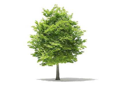 Single Healthy Arbor with Lush Green Leaves and Strong Trunk on White Background 3d model