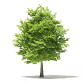 Single Healthy Arbor with Lush Green Leaves and Strong Trunk on White Background