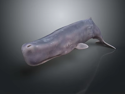 Gray Whale 3D Model with Sleek Surface Side View on Dark Background 3d model