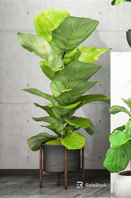 Lush Potted Bonsai Plant With Large Green Leaves In Indoor Gray Wall Setting 3d model 