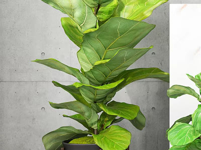 Lush Potted Bonsai Plant With Large Green Leaves In Indoor Gray Wall Setting 3d model