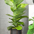 Lush Potted Bonsai Plant With Large Green Leaves In Indoor Gray Wall Setting
