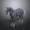 Gray Horse With White Mane Tail And Legs Standing On Gray Background With Reflection
